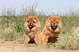 CHOW CHOW 133